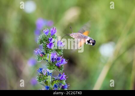 a dove-tailed flies on a flowering Stock Photo