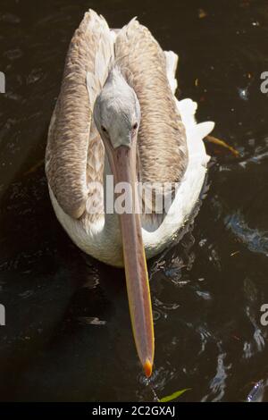 Giovane pellicano dalmata (Pelecanus crispus) Foto Stock