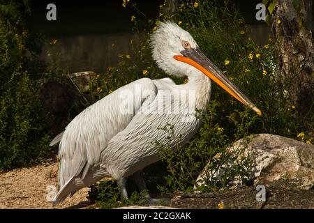 Pellicano dalmata (Pelecanus crispus) Foto Stock