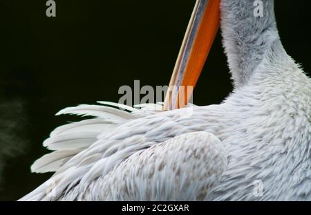 Pellicano dalmata (Pelecanus crispus) Foto Stock