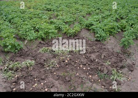 Patate nel campo in provincia di Valencia, Spagna Foto Stock