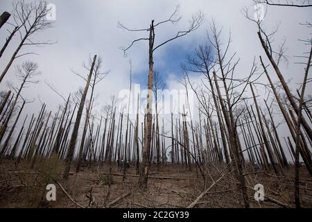 Bastrop County Texas USA, febbraio 8 2014: Gli studenti della Texas A&M University partecipano a 'Aggie Replant', uno sforzo continuo per la rigenerazione dei pini lobblilly che sono stati devastati dal fuoco selvatico due anni fa nella contea di Bastrop. Centinaia di studenti universitari e altri gruppi si offrono volontari ogni fine settimana per aiutare a rigenerare centinaia di migliaia di giovani pianta. ©Bob Daemmrich Foto Stock