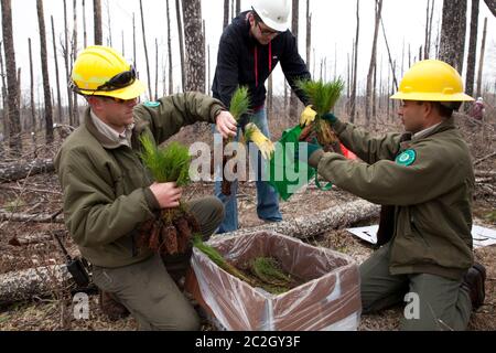 Bastrop County Texas USA, febbraio 8 2014: Gli studenti della Texas A&M University partecipano a 'Aggie Replant', uno sforzo continuo per la rigenerazione dei pini lobblilly che sono stati devastati dal fuoco selvatico due anni fa nella contea di Bastrop. Centinaia di studenti universitari e altri gruppi si offrono volontari ogni fine settimana per aiutare a rigenerare centinaia di migliaia di giovani pianta. ©Bob Daemmrich Foto Stock