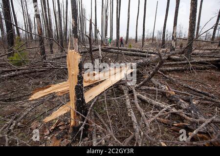 Bastrop County Texas USA, febbraio 8 2014: Gli studenti della Texas A&M University partecipano a 'Aggie Replant', uno sforzo continuo per la rigenerazione dei pini lobblilly che sono stati devastati dal fuoco selvatico due anni fa nella contea di Bastrop. Centinaia di studenti universitari e altri gruppi si offrono volontari ogni fine settimana per aiutare a rigenerare centinaia di migliaia di giovani pianta. ©Bob Daemmrich Foto Stock