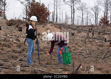 Bastrop County Texas USA, febbraio 8 2014: Gli studenti della Texas A&M University partecipano a 'Aggie Replant', uno sforzo continuo per la rigenerazione dei pini lobblilly che sono stati devastati dal fuoco selvatico due anni fa nella contea di Bastrop. Centinaia di studenti universitari e altri gruppi si offrono volontari ogni fine settimana per aiutare a rigenerare centinaia di migliaia di giovani pianta. ©Bob Daemmrich Foto Stock