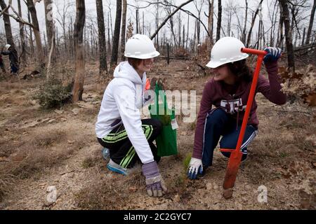 Bastrop County Texas USA, febbraio 8 2014: Gli studenti della Texas A&M University partecipano a 'Aggie Replant', uno sforzo continuo per la rigenerazione dei pini lobblilly che sono stati devastati dal fuoco selvatico due anni fa nella contea di Bastrop. Centinaia di studenti universitari e altri gruppi si offrono volontari ogni fine settimana per aiutare a rigenerare centinaia di migliaia di giovani pianta. ©Bob Daemmrich Foto Stock