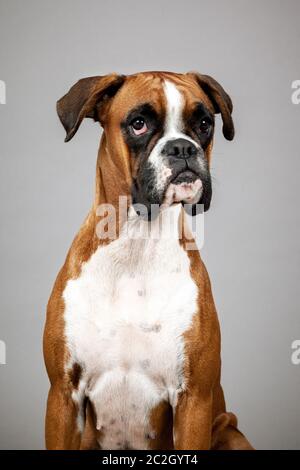 boxer tedesco Foto Stock