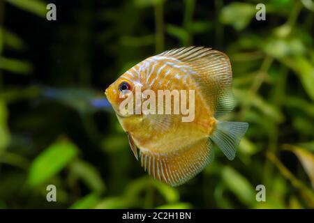 Pesce fresco giovanile (genere Symphysodon) Foto Stock