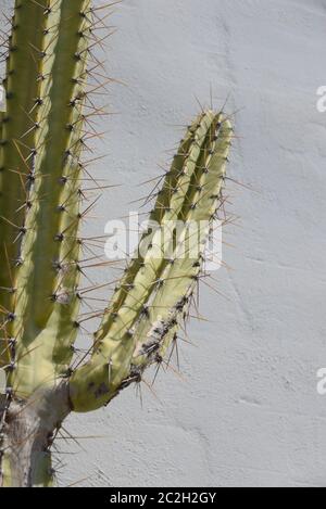 Cactus prickly nella provincia di Alicante, Costa Blanca, Spagna Foto Stock