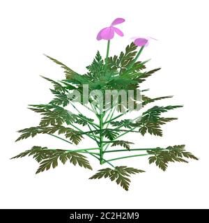 3D rendering di un'erba robert plant o Geranium robertianum o Robertiella robertiana isolati su sfondo bianco Foto Stock