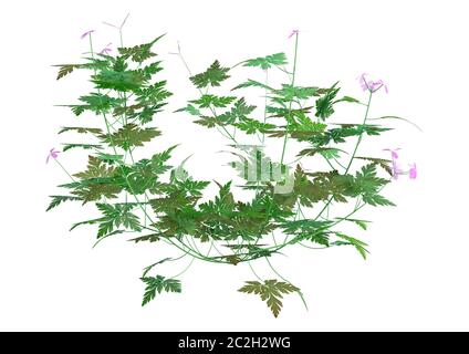 3D rendering di un'erba robert plant o Geranium robertianum o Robertiella robertiana isolati su sfondo bianco Foto Stock