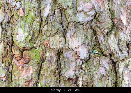 Consistenza naturale - mossy corteccia sulla coppia tronco di albero di pino close up Foto Stock