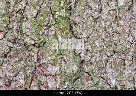 Consistenza naturale - rugoso corteccia sul vecchio tronco di albero di pino close up Foto Stock