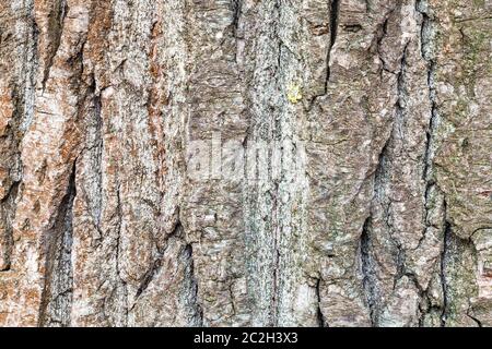 Consistenza naturale - solcato corteccia sulla coppia tronco di pioppo (Populus nigra) close up Foto Stock