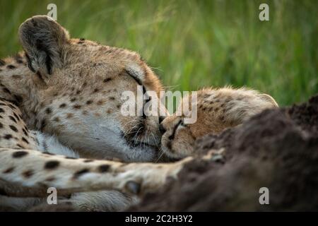 Close-up di ghepardo nuzzling cub in erba Foto Stock