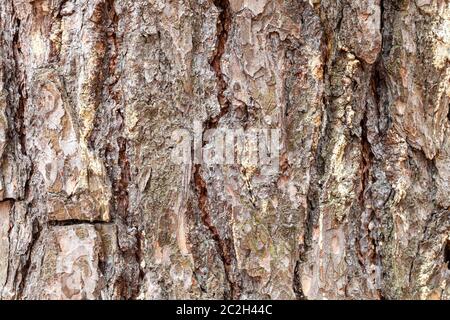 Consistenza naturale - corteccia scanalata sulla coppia tronco di albero di pino close up Foto Stock