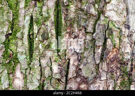 Consistenza naturale - corteccia irregolare su un vecchio tronco di olmo (Ulmus laevis) close up Foto Stock