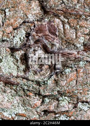 struttura naturale - corteccia gnarled su tronco maturo di ciliegio (prunus cerasus) primo piano Foto Stock