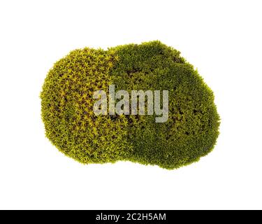 Tussock muschio verde isolato vista dall'alto. Bryum Silvergreen moss Foto Stock