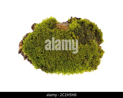 Tussock muschio verde isolato vista dall'alto. Bryum Silvergreen moss Foto Stock