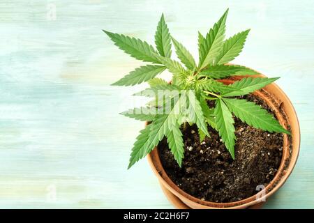 Coltivare cannabis a casa. Una pianta femminile di marijuana in una pentola, che inizia a formare stigmi bianchi, la prima fase fiorente. Con Foto Stock