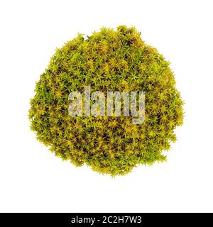 Tussock muschio verde isolato vista dall'alto. Bryum Silvergreen moss Foto Stock