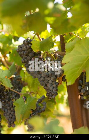 Grandi mazzi di vino rosso uva appeso da una vecchia vigna in luce calda del pomeriggio Foto Stock