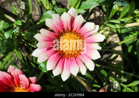 Bel fiore con petali rosa e bianchi e un nucleo giallo su sfondo verde sfocato Foto Stock