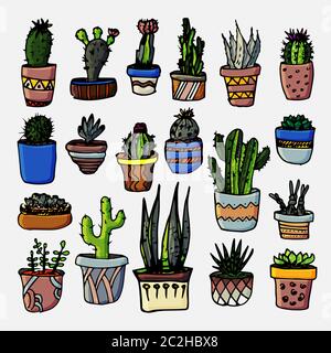 Insieme di vettori Cactus e succulenti. Illustrazione disegnata a mano. Piante tropicali. Grafica botanica. Illustrazione Vettoriale