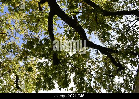 Ramo di un albero visto dall'alto Foto Stock