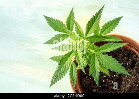 Coltivazione di cannabis. Una femmina di piante di marijuana in una pentola, su uno sfondo blu con un posto per il testo Foto Stock