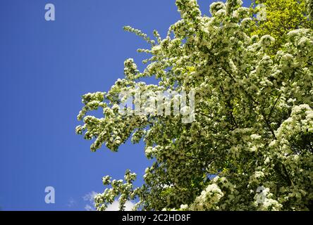 Hawthorn Crataegus monogyna sotto il cielo blu Foto Stock