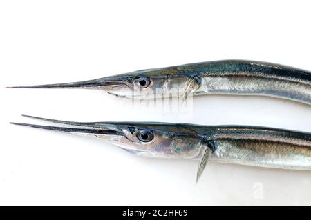 Crudo fresco Needlefish contro uno sfondo bianco Foto Stock