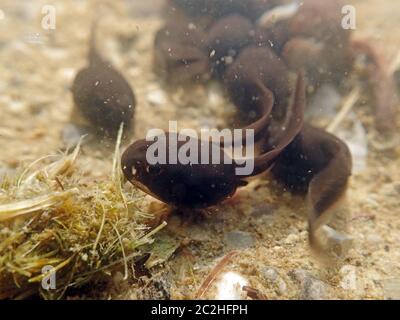 Scatto subacqueo di tadpoli di punta. Primo piano sott'acqua di tadpoli Foto Stock