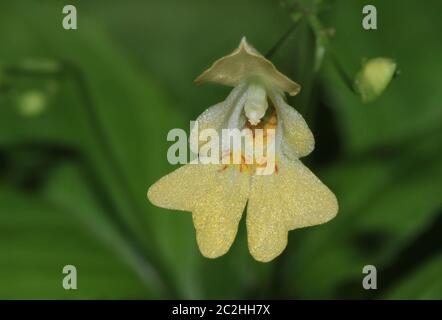 Balsamo piccolo, piccolo-fiorito touch-me-not, Impatiens parviflora, fioritura Foto Stock