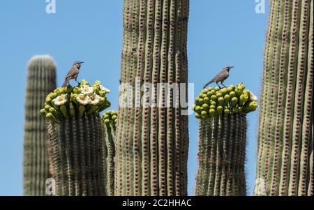 Due Cactus Wrens, Campylorhynchus brunneicapillus, si trovano su un cactus Saguaro, Carnegiea gigantea, nel Parco Nazionale di Saguaro, Arizona Foto Stock