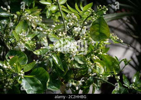 Fiorisce sull'albero arancione in provincia di Alicante, Costa Blanca, Spagna Foto Stock