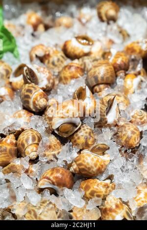 Babilonia lumache frutti di mare su ghiaccio Foto Stock