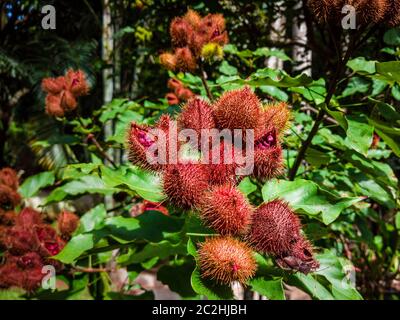 annatto uruco piantagione in una giornata di sole. Foto Stock