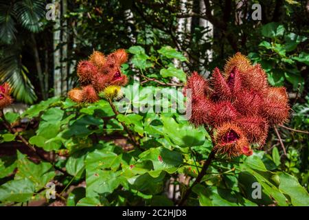 annatto uruco piantagione in una giornata di sole. Foto Stock