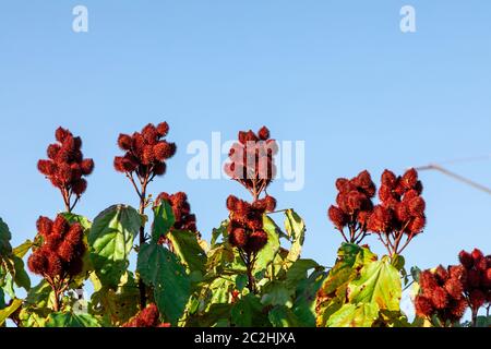 annatto uruco piantagione in una giornata di sole. Foto Stock