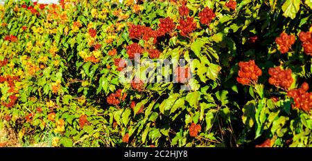 annatto uruco piantagione in una giornata di sole. Foto Stock