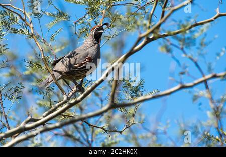 Quaglia maschile di GAMbel, Callipepla Gambelii, si trova in un albero Mesquite nel Giardino Botanico del deserto, Phoenix, Arizona Foto Stock