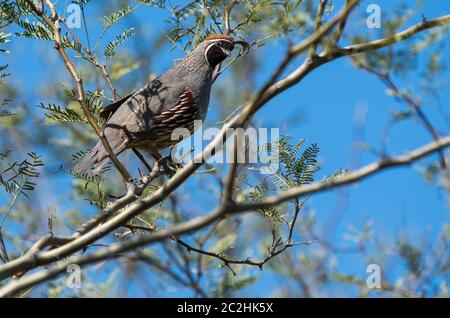 Quaglia maschile di GAMbel, Callipepla Gambelii, si trova in un albero Mesquite nel Giardino Botanico del deserto, Phoenix, Arizona Foto Stock