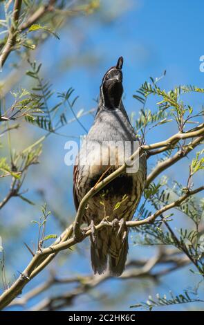 Quaglia maschile di GAMbel, Callipepla Gambelii, si trova in un albero Mesquite nel Giardino Botanico del deserto, Phoenix, Arizona Foto Stock