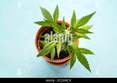 Coltivare cannabis a casa. Una pianta femminile di marijuana in una pentola, che inizia a formare stigmi bianchi, la prima fase fiorente. Con Foto Stock