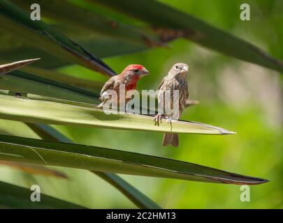 Un paio di finches House, Haemorhous mexicanus, si trova su una yucca nel Giardino Botanico del deserto, Phoenix, Arizona Foto Stock