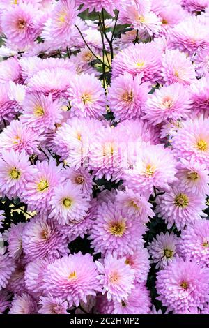 Foto del bianco e del rosa fiori di ciliegio. Vista da sopra, laici piana, copia dello spazio. La primavera e l'estate sfondo. Bellissimo sfondo fiori per matrimonio Foto Stock