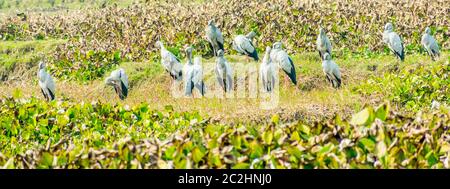 Indian black ibis, specie di uccello acqua, macchiato in uno stagno pieno di giacinto d'acqua. Esso s una lunga zampe nere e guidato i trampolieri di solito alimentano Foto Stock
