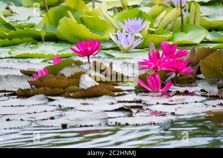 bel giglio d'acqua rosa nel laghetto giardino Foto Stock